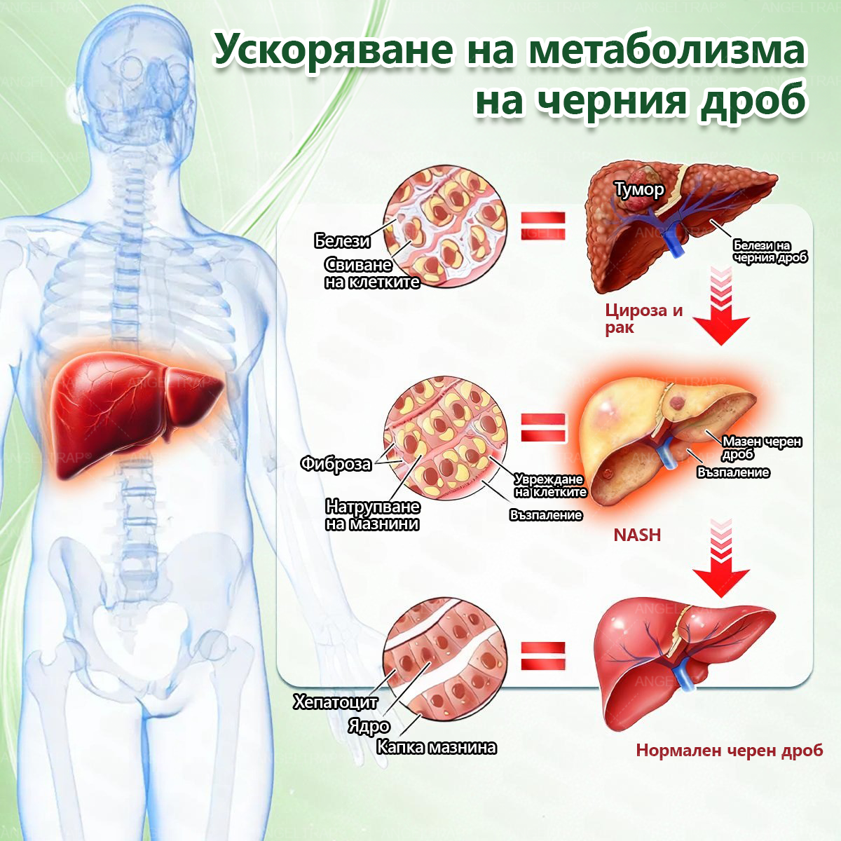 👩‍⚕️👍 𝐴𝑁𝐺𝐸𝐿𝑇𝑅𝐴𝑃® 𝐌𝐨𝐫𝐢𝐧𝐠𝐚 × 𝐁𝐞𝐫𝐛𝐞𝐫𝐲𝐧𝐚 × 𝐀𝐌𝐏𝐊 𝟏𝟎 в 𝟏 – Нано микроиглен пластир за отслабване|Само 𝟏× дневно ✅ Видими промени за 𝟕 дни – при затлъстяване, сърдечно-съдово здраве, диабет и ставни проблеми